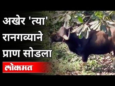 bull news